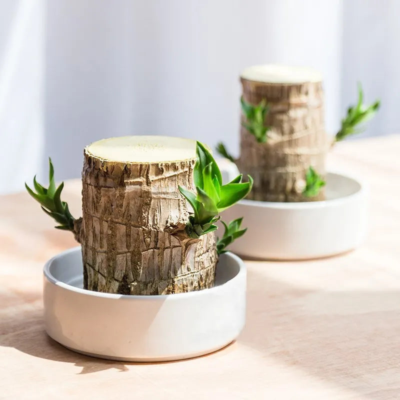 Cadeau parfait : plante d'intérieur HarmonyWood purifiante, réduit le stress, crée une ambiance zen à la maison.