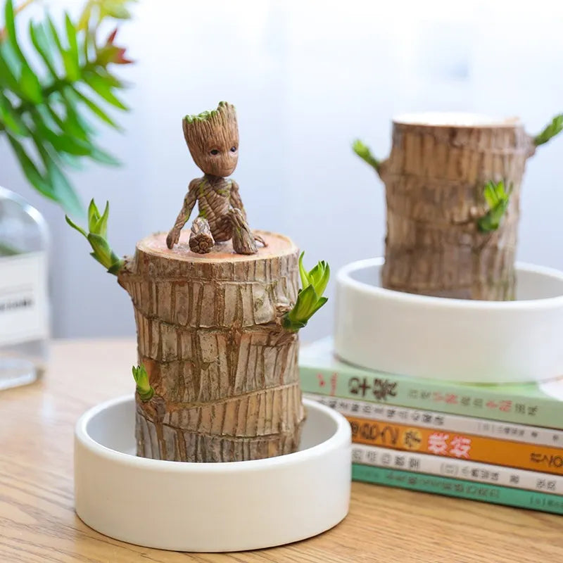 LeafLuck, plante d'intérieur décorative qui purifie l'air et apporte l'harmonie Feng Shui à votre maison.