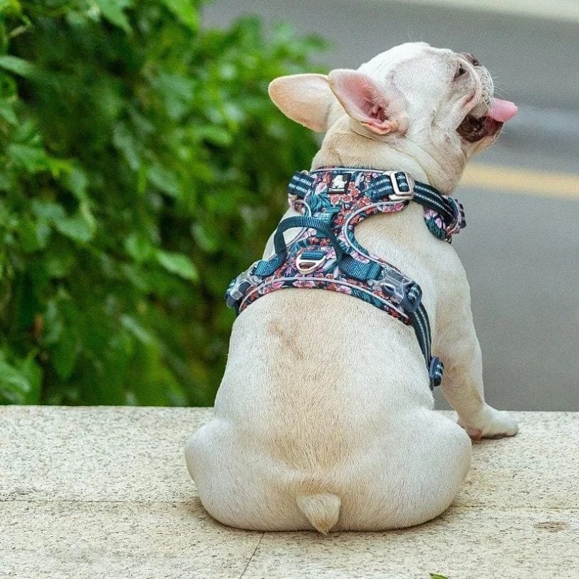 Accessoire chien : harnais confortable, réglable. Sécurité maximale pour les promenades actives.