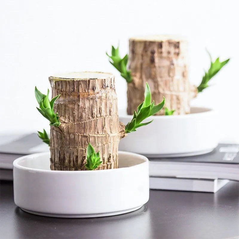 Végétal LeafLuck, plante d'intérieur purificatrice à entretien facile, pour un air sain et une touche de nature.