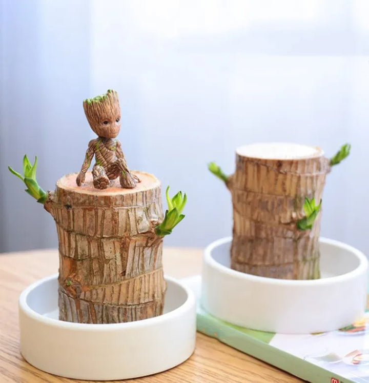 Belle plante d'intérieur apaisante HarmonyWood. Purifie l'air et réduit le stress, idéale pour toute décoration.