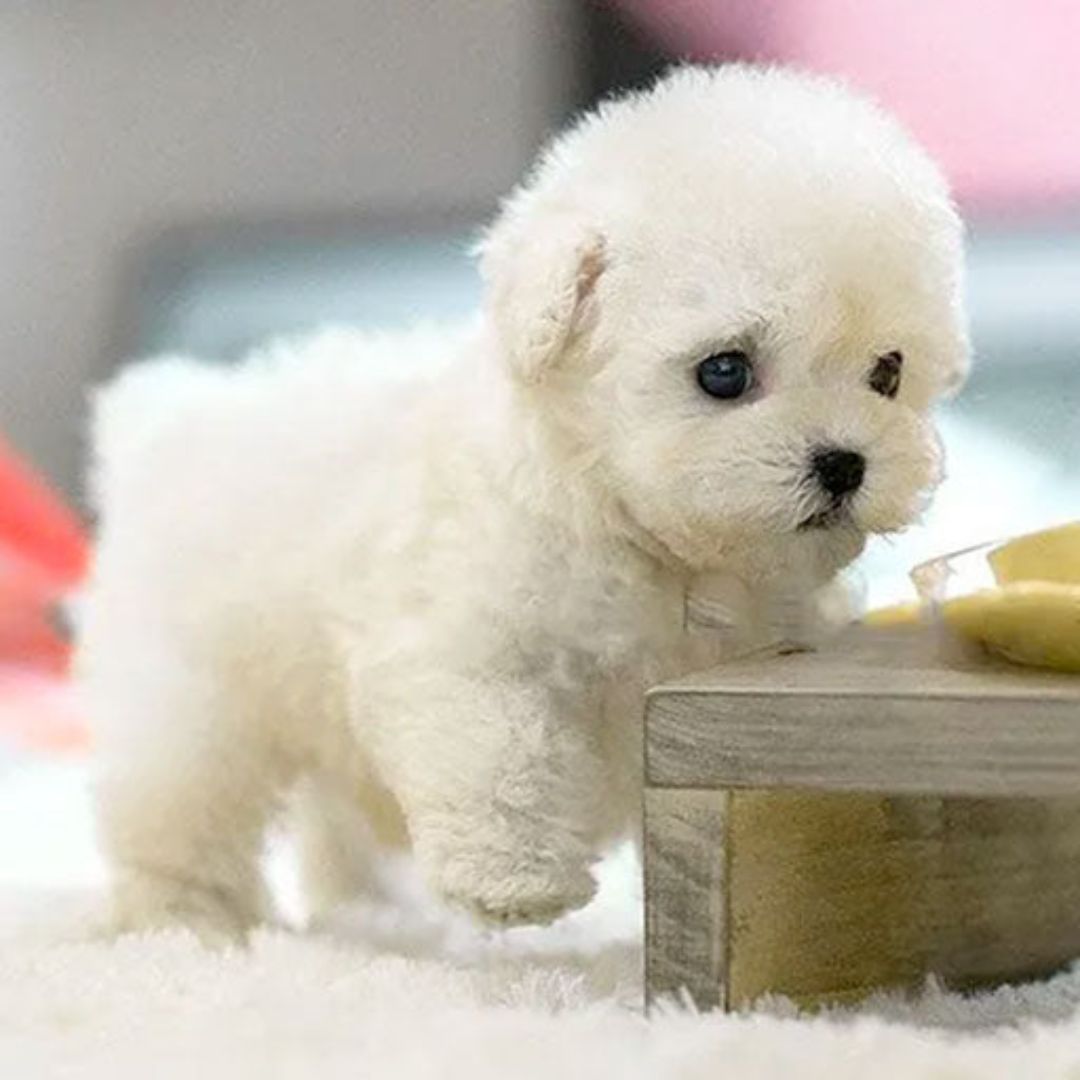 Jouet interactif chien robot pour enfant, animal de compagnie électronique réactif voix et toucher, jeu éducatif.
