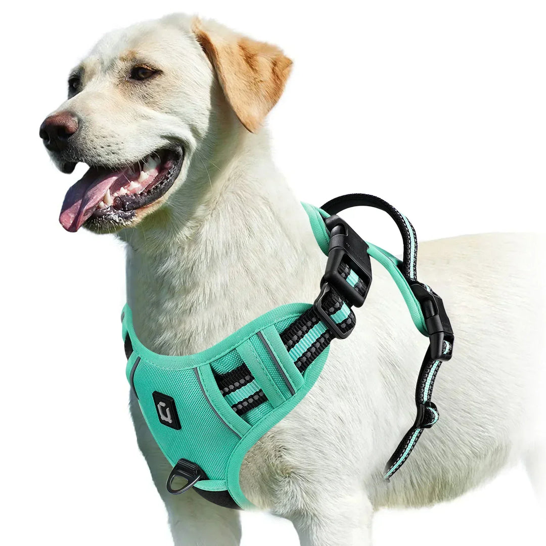 Harnais pour chien, conçu pour le confort et la sécurité. Contrôle optimal pour éviter le tirage en balade.