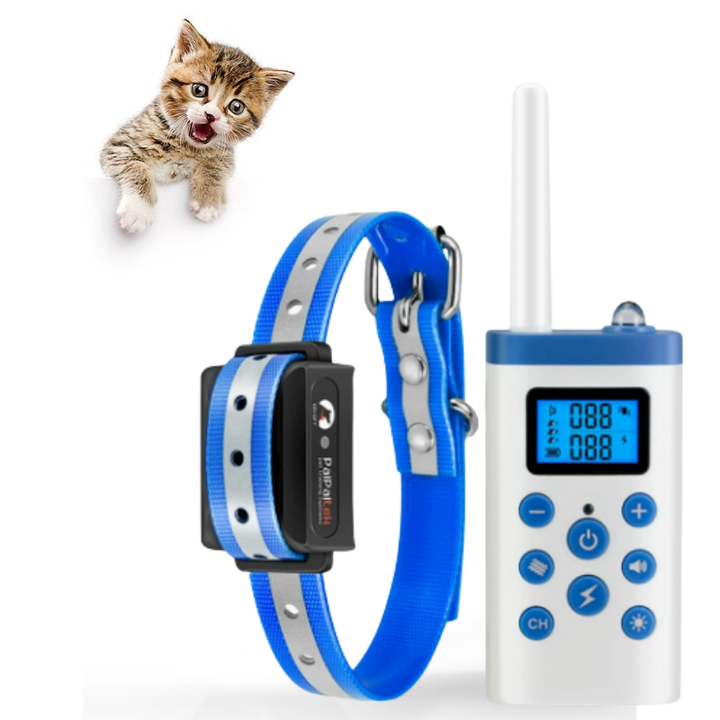 Produit pour animaux: collier dressage chat avec télécommande, outil essentiel pour l'éducation et le bien-être félin.